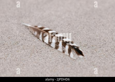 Close-up of birds feather lying on sand background Stock Photo
