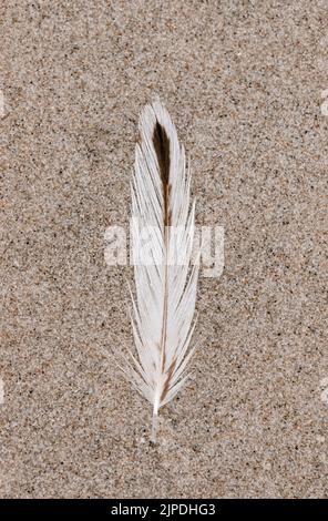 Close-up of birds feather lying on sand background Stock Photo