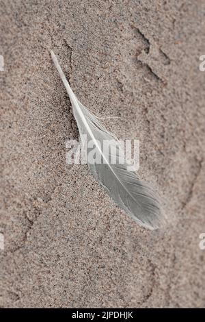 Close-up of birds feather lying on sand background Stock Photo