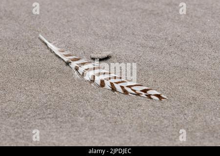 Close-up of birds feather lying on sand background Stock Photo