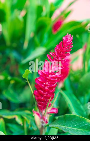 A Fuchsia Alpinia Ginger Flower Up Close. Stock Photo