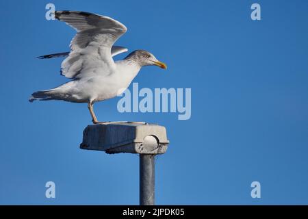 herring gull, larus argentatus, herring gulls Stock Photo