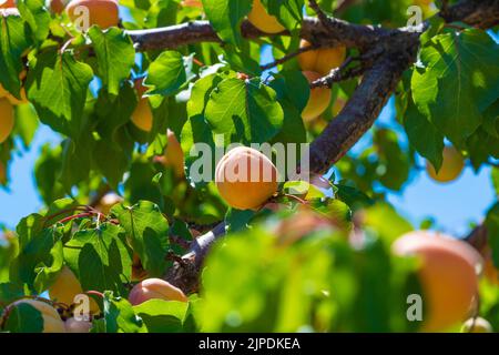 Apricots on the tree. Organic raw fruit production. Vegan foods concept. Stock Photo