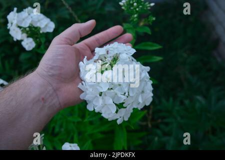 Beautiful white summer phloxes flower in garden Stock Photo