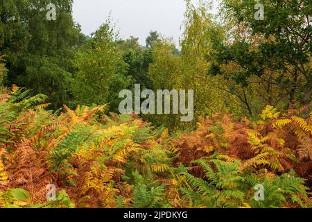 Moyles Court, Ringwood, New Forest, Hampshire, UK, 17th August 2022, Weather: Thunderstorm and rain in the afternoon. The summer drought has brought autumn colours early with trees dropping yellow leaves and bracken turning brown. Credit: Paul Biggins/Alamy Live News Stock Photo