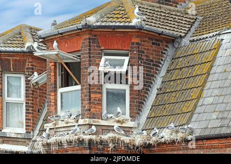 Close up of neglected roof level bay window coastal property contaminated by seagulls roosting on gutters & window ledges Lowestoft Suffolk England UK Stock Photo