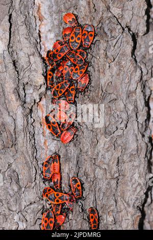 firebug, pyrrhocoris apterus, firebugs Stock Photo