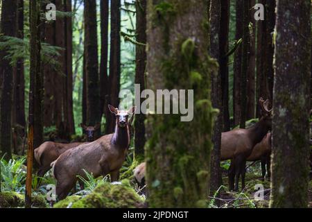 Mountain Bull Elk in autumn forest, Colorado, USA Stock Photo