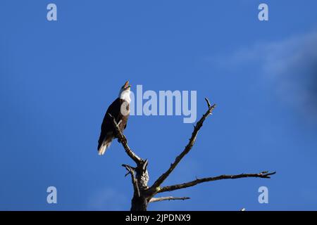 Mature bald eagle calling to mate, treetop at Lincoln Park in West Seattle Stock Photo