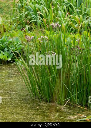 Pink blooms in the heads of the hardy marginal aquatic pond plant, Butomus umbellatus, flowering rush Stock Photo