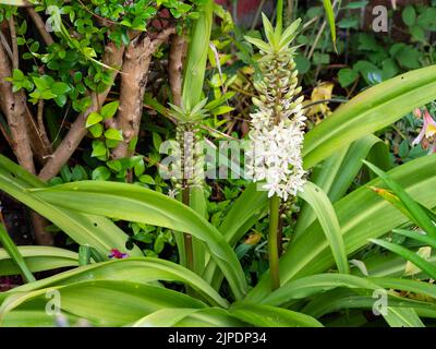Flower spikes and foliage of the exotic, half-hardy, late summer flowering bulb, Eucomis 'Frank Lawley' Stock Photo