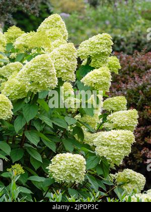 Large, green tinged white flower heads of the late summer flowering hardy shrub, Hydrangea paniculata 'Limelight' Stock Photo