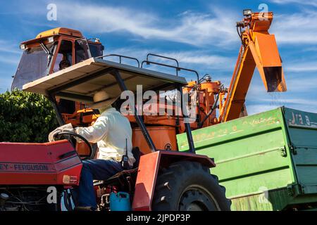 Vera Cruz, Sao Paulo, Brazil, May 27, 2022. Mechanized coffee harvest in the municipality of Vera Cruz, midwest region of Sao Paulo Stock Photo