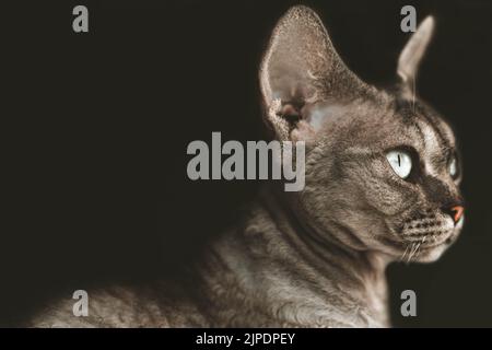 Animal portrait - Devon Rex Stock Photo
