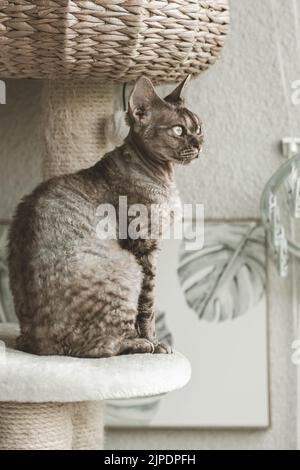 Animal Portrait - Devon Rex Stock Photo