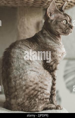 Animal Portrait - Devon Rex Stock Photo