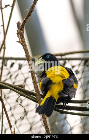Yellow-rumped Cacique (Cacicus Cela) sitting on Branch, Portrait  Photography. Bird with beautiful blue eyes is sitting on trunk. Living in  Panama or B Stock Photo - Alamy
