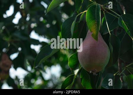 Unripe red pears Young tree Ripe fruit harvest hang on green branches against the blue sky Stock Photo