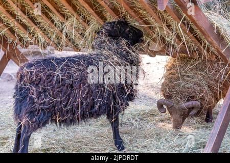 Black Ouessant Sheep (Ewe) is eating the hay. Ouessant sheep is one of the smallest sheep in the world, very often kept as the family pet. Stock Photo