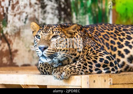 Leopard (latin name Panthera pardus kotiya) is resting on the wooden desk. Carnivorous predator, naturally living in Sri Lanka. Detail of beautiful an Stock Photo