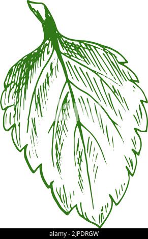 Elm or hornbeam leaf isolated plant sketch. Vector carpinus birch leafage, hand drawn ulmus Stock Vector