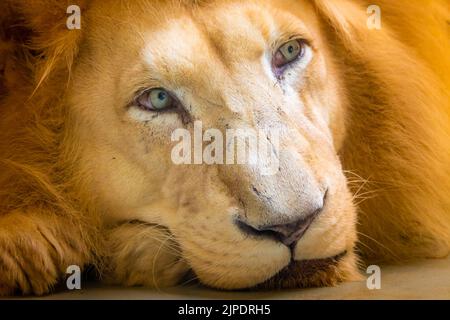 The lion (latin name Panthera leo krugeri) is resting on the wooden desk. Detail of animal head with beautiful eyes. Lion is naturally living in south Stock Photo