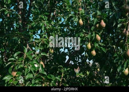 Unripe red pears Young tree Ripe fruit harvest hang on green branches against the blue sky Stock Photo