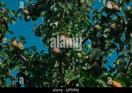 Unripe red pears Young tree Ripe fruit harvest hang on green branches against the blue sky Stock Photo