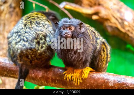 Gold handed tamarin monkey (Saguinus midas) is resting on the tree branch. Detail look to primate animal. Small mammal naturally living in tropical ra Stock Photo