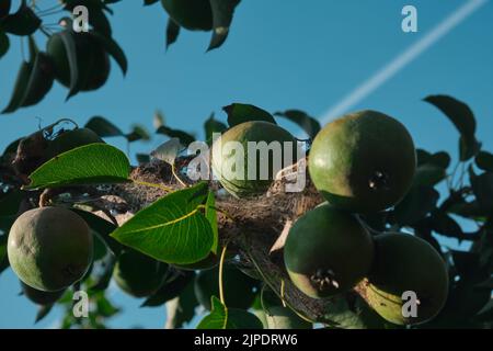 Unripe red pears Young tree Ripe fruit harvest hang on green branches against the blue sky Stock Photo