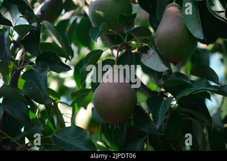 Unripe red pears Young tree Ripe fruit harvest hang on green branches against the blue sky Stock Photo