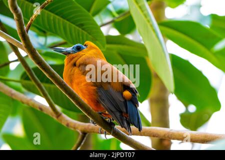 Tropical Bird Capuchinbird Or Calfbird - Perissocephalus Tricolor In The Rainforest. Bird is sitting on tree trunk. Stock Photo