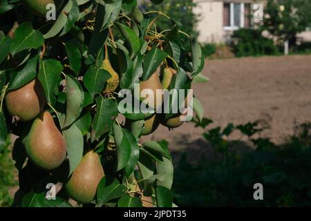 Unripe red pears Young tree Ripe fruit harvest hang on green branches against the blue sky Stock Photo