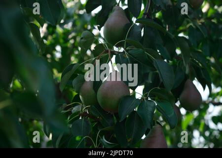 Unripe red pears Young tree Ripe fruit harvest hang on green branches against the blue sky Stock Photo