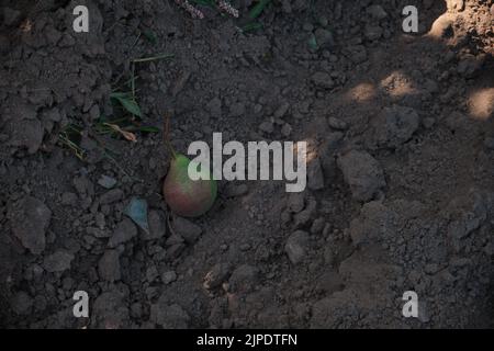 Unripe red pears Young tree Ripe fruit harvest hang on green branches against the blue sky Stock Photo