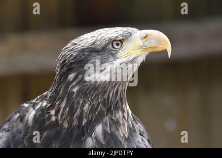 A juvenile bald eagle at The Cotswold Falconry Centre, Moreton in Marsh, Gloucestershire, England, UK Stock Photo