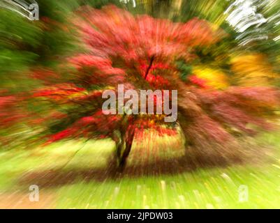 autumn foliage abstract intentional camera movement ICM zoom October 2020 Stock Photo