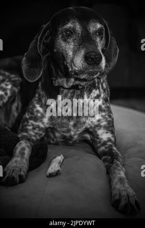 Portrait of an elderly dog sitting on a dog bed Stock Photo