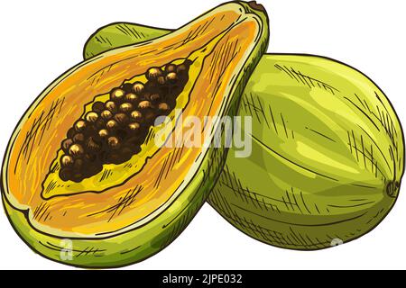 Fruit Series - Papaya