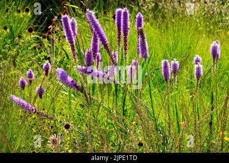 Tall Blazing Star, Prairie Blazing Star, Liatris pycnostachya, Summer, Meadow, Plant, Garden, Flowers Stock Photo