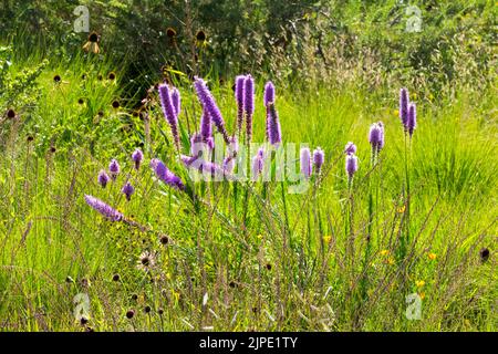 Tall Blazing Star, Liatris pycnostachya, Prairie, Liatris, Summer, Meadow, Plant, Perennial, Flowers Stock Photo