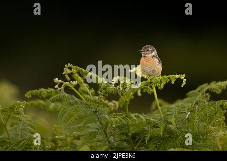 Stonechat perched on some bracken leaves. Stock Photo