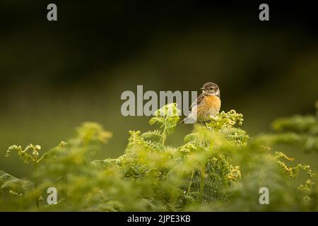 Stonechat perched on some bracken leaves. Stock Photo