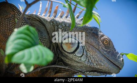 Big Iguana taking the sun in the yard of the Church in Filadelfia, Guanacaste, Costa Rica Stock Photo