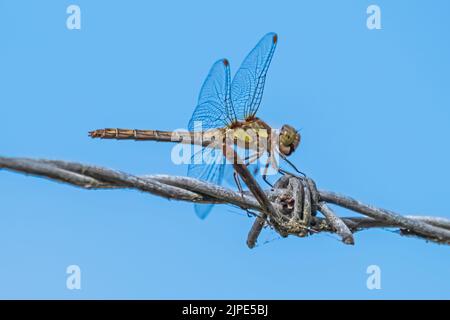 Common darter dragonfly resting on a barb wire fence in Bedfordshire, England countryside. Common darter dragonfly resting on a barb wire fence in Bedfordshire, England countryside.