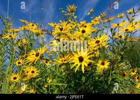 Rudbeckia missouriensis, Missouri Coneflower, Rudbeckias, Summer, North American native plant, Yellow prairie coneflowers blooming against blue sky Stock Photo