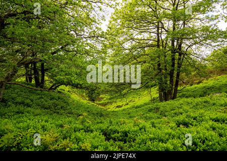 Gjern Bakker, Denmark. A hilly landscape created by the Ice Age Stock Photo