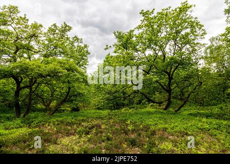 Gjern Bakker, Denmark. A hilly landscape created by the Ice Age Stock Photo