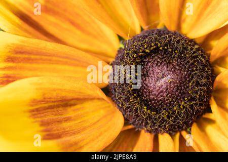 Rudbeckia hirta 'Sunbeckia Mia' Black-eyed susan flower closeup macro Stock Photo