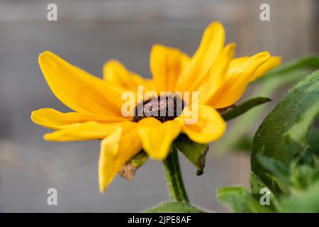 Rudbeckia 'Sunbeckia Mia' Black-eyed susan flower Stock Photo